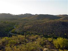 A photo of Tucson Mountain Park